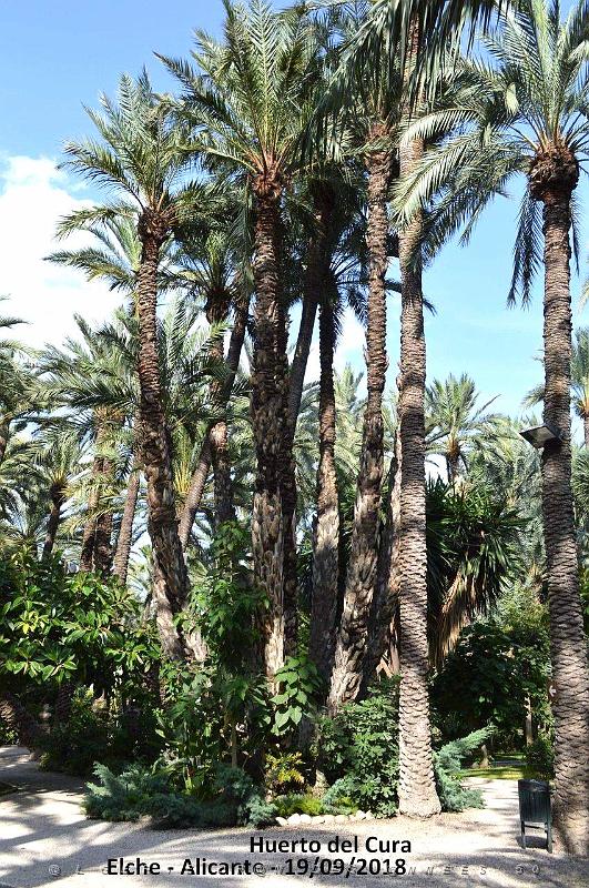 19 ELCHE HUERTO DEL CURA (38).JPG